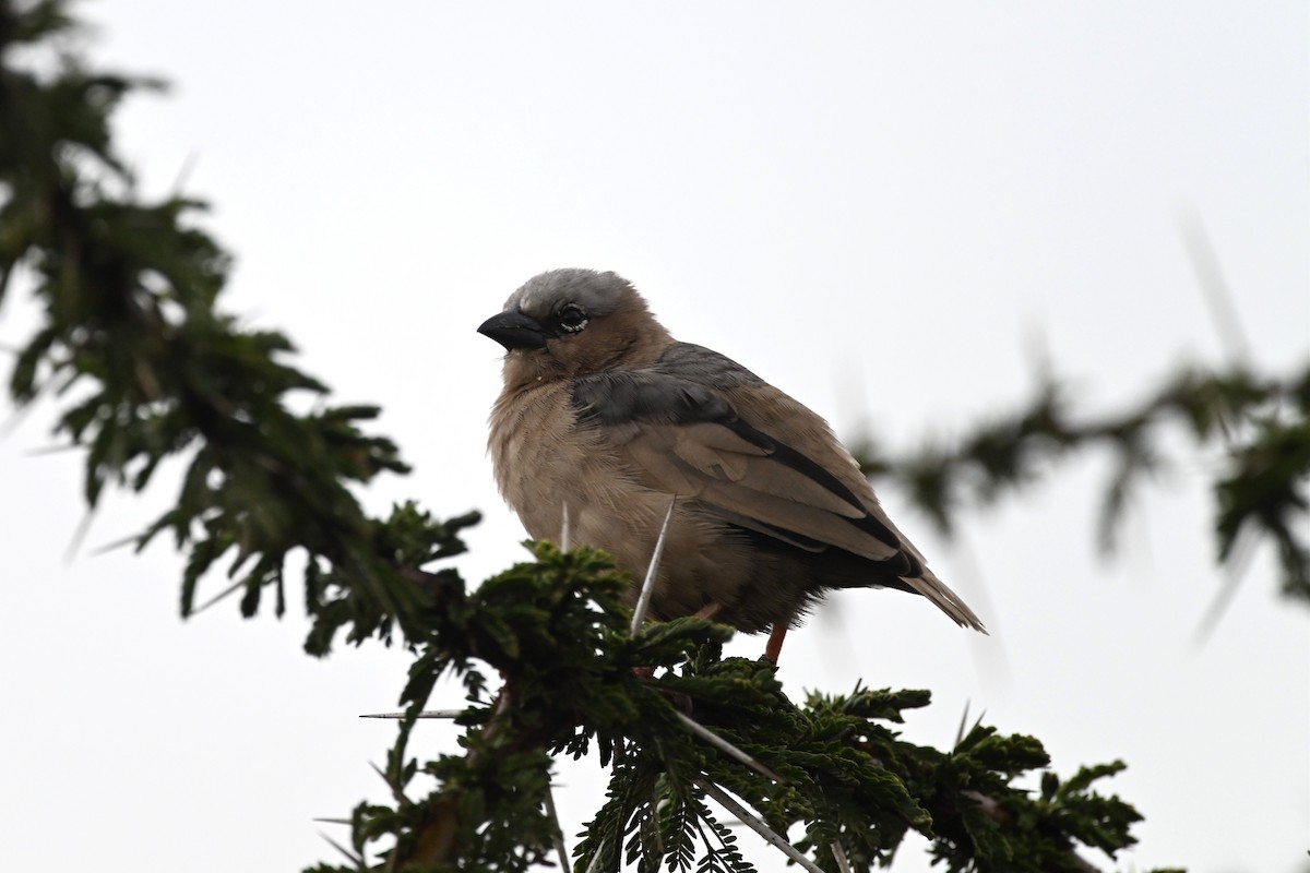 Marmorweber - ML645273929