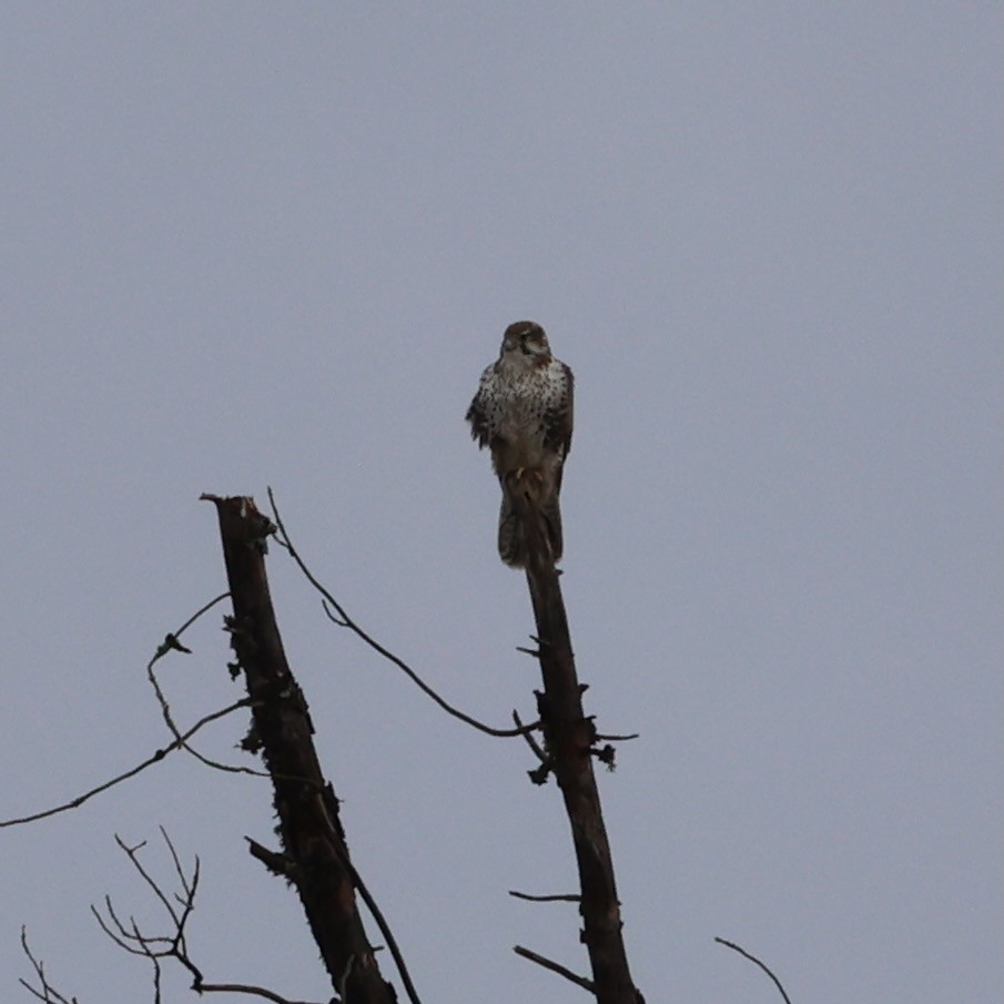 Prairie Falcon - ML645273932