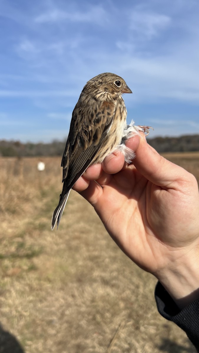 Vesper Sparrow - ML645273935