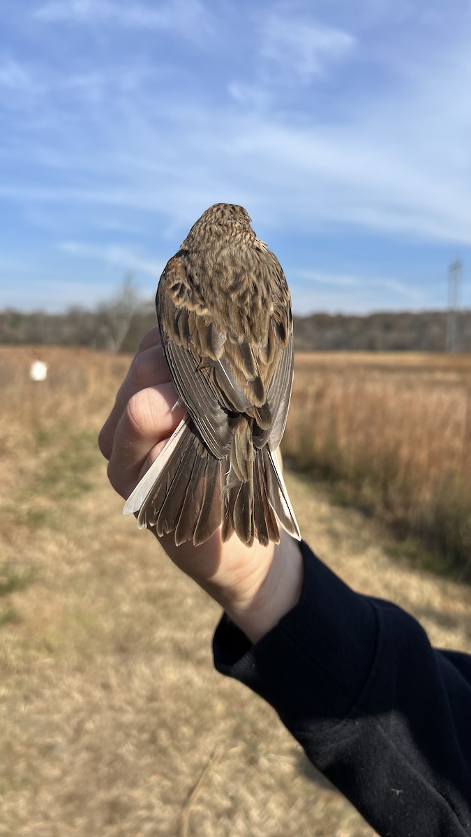 Vesper Sparrow - ML645273942