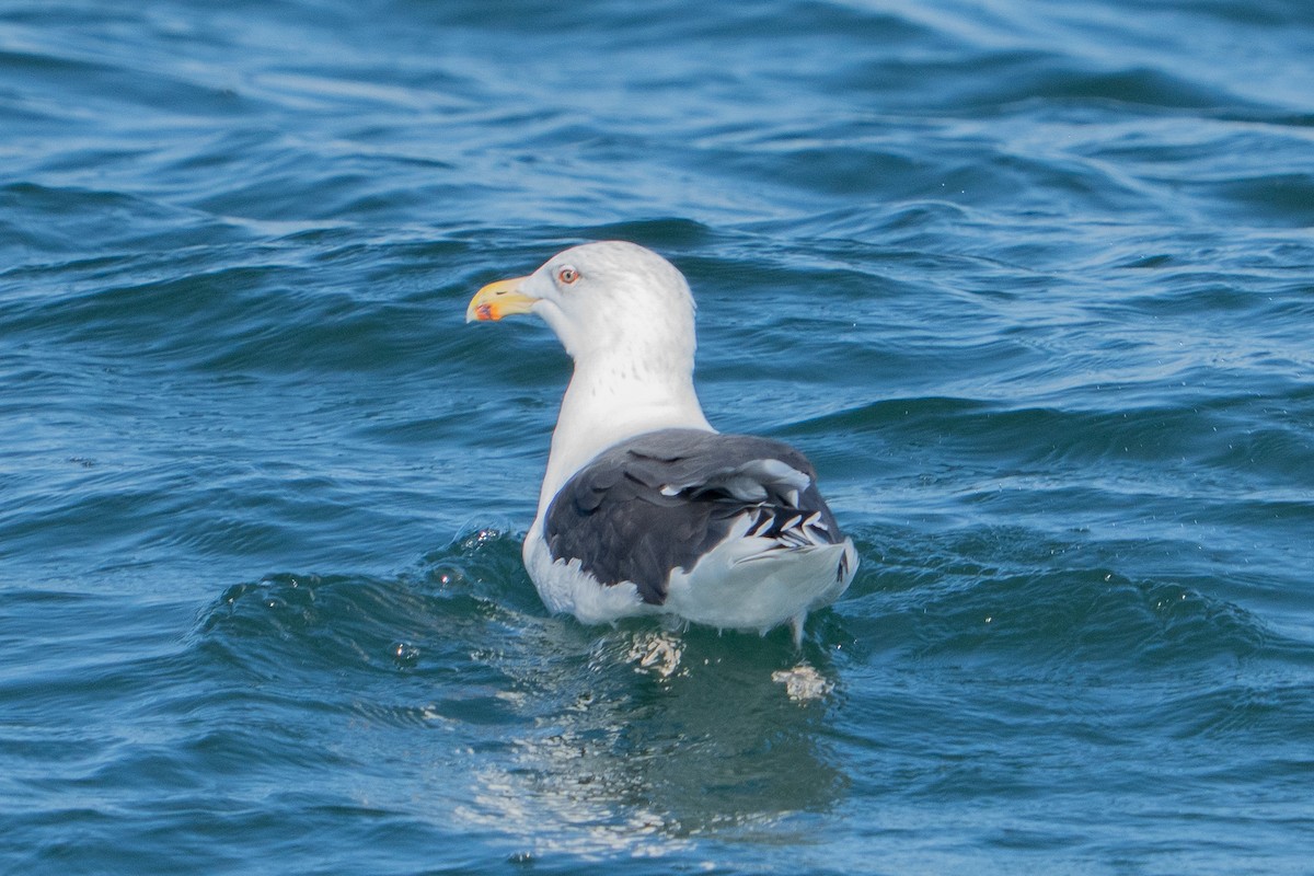 Büyük Kara Sırtlı Martı - ML645273943