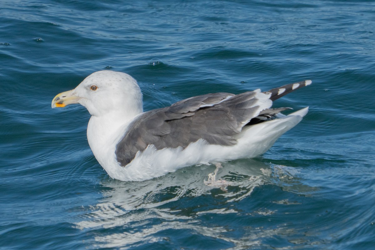 Büyük Kara Sırtlı Martı - ML645273946