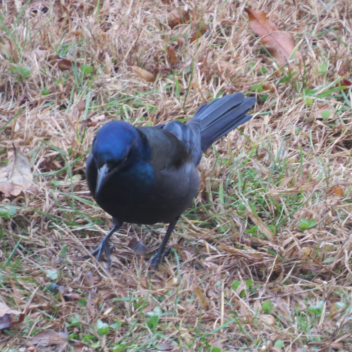 Common Grackle - ML645273952
