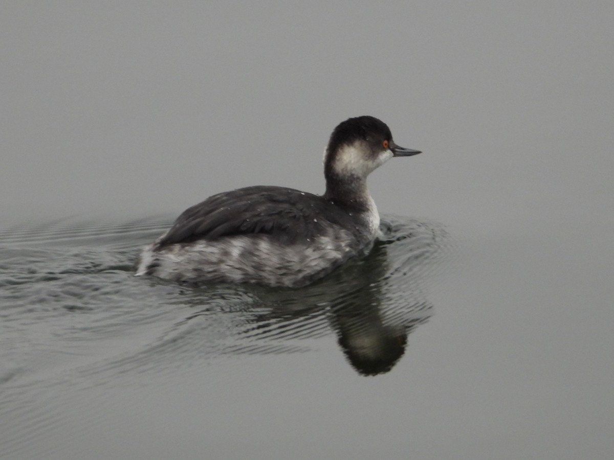 Grèbe à cou noir - ML645273962