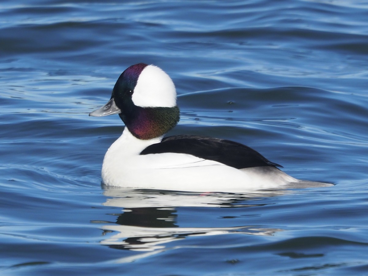 Bufflehead - ML645273977