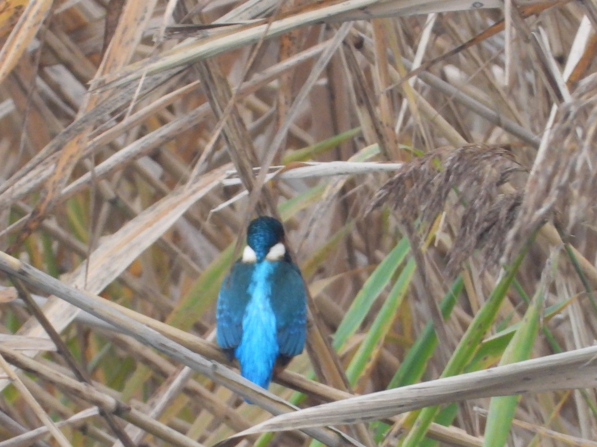 Common Kingfisher - ML645273979