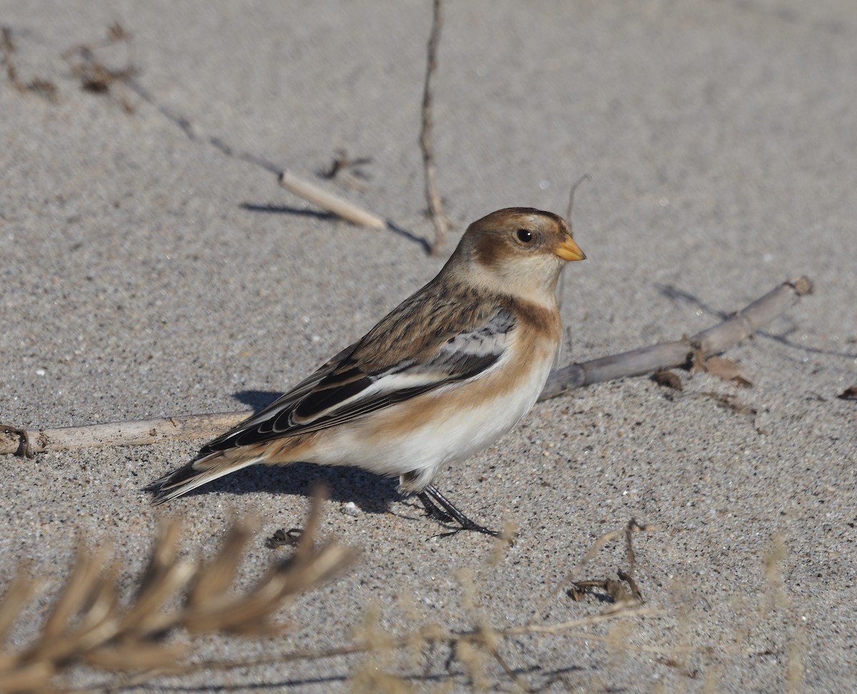 Snow Bunting - ML645274008