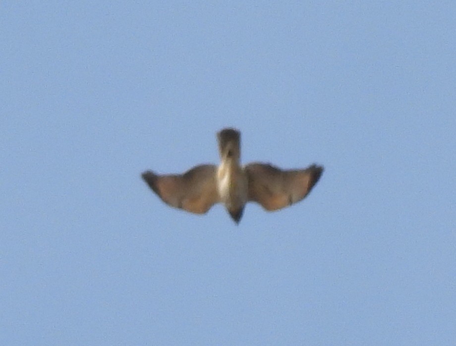 タカ科 - ML645274015