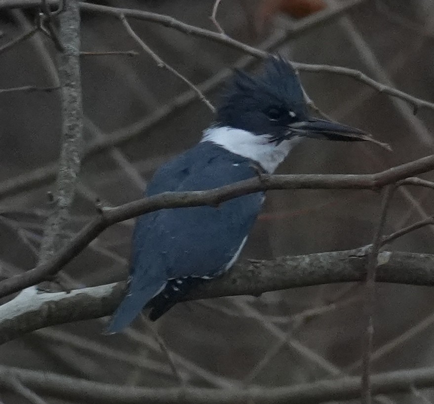 Belted Kingfisher - ML645274018