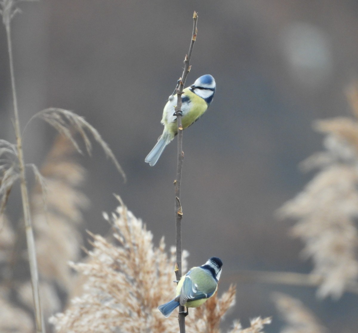Herrerillo Común - ML645274020