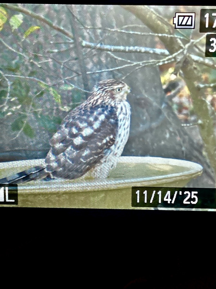 Cooper's Hawk - ML645274032