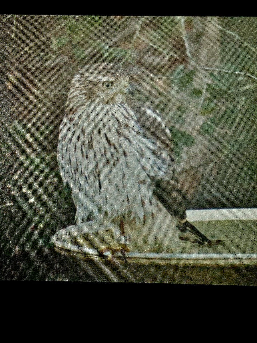 Cooper's Hawk - ML645274033