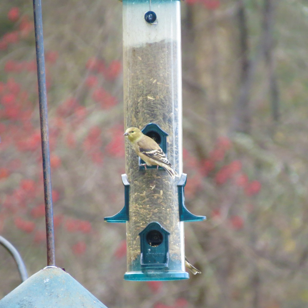 Altın İskete - ML645274043