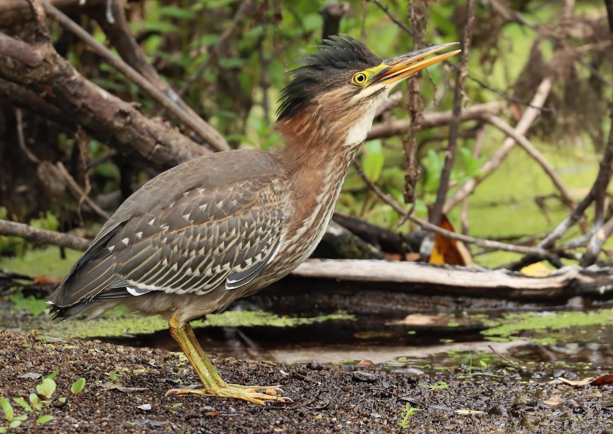 Green Heron - ML645274045