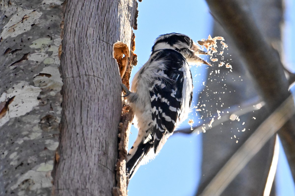 Hairy Woodpecker - ML645274046