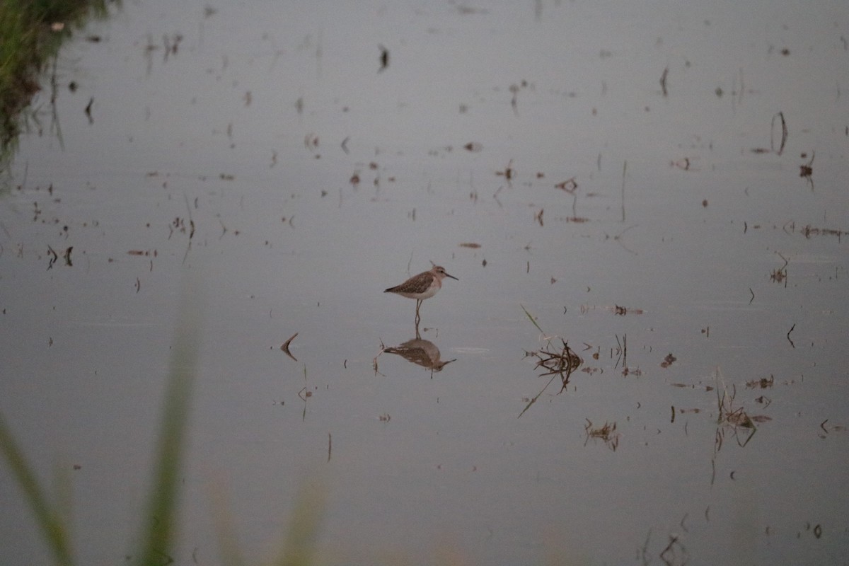 Wood Sandpiper - ML645274047