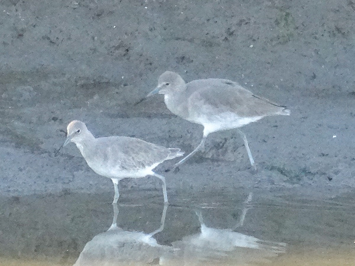 Willet (Western) - ML645274048