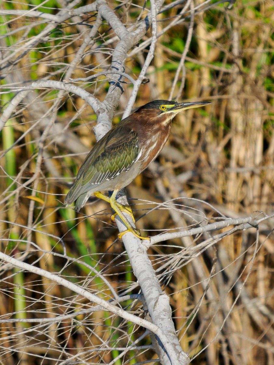 Green Heron - ML645274049