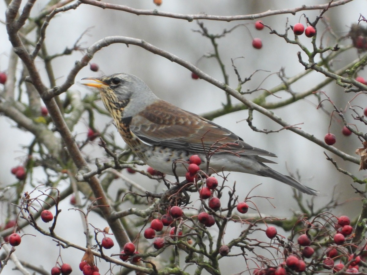 Fieldfare - ML645274050