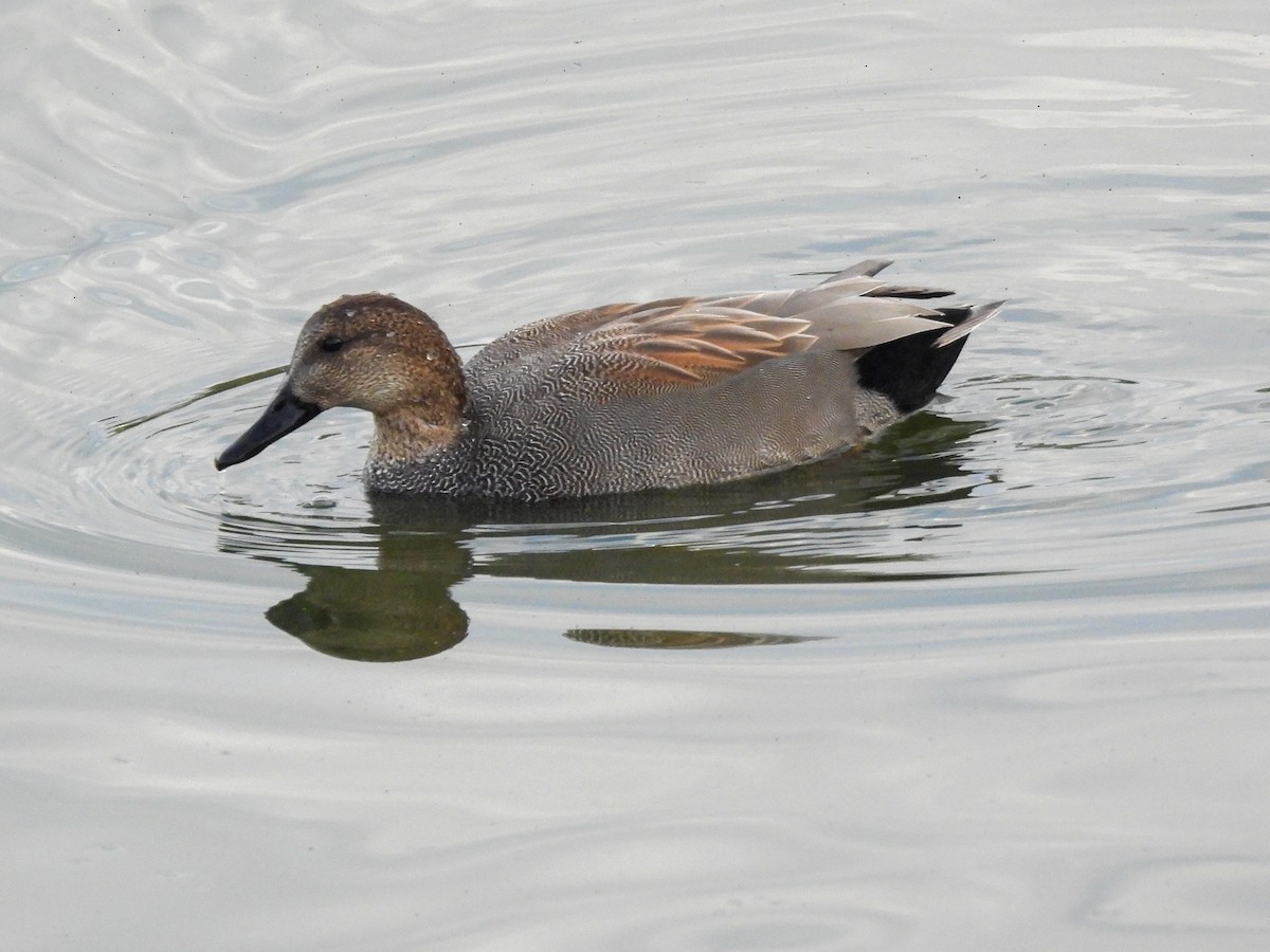 Gadwall - ML645274051