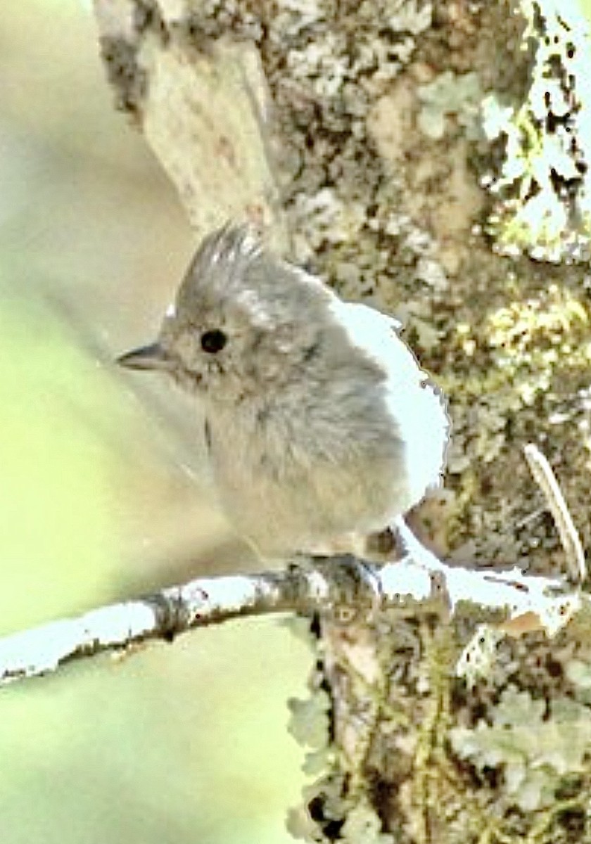 Oak Titmouse - ML645274052