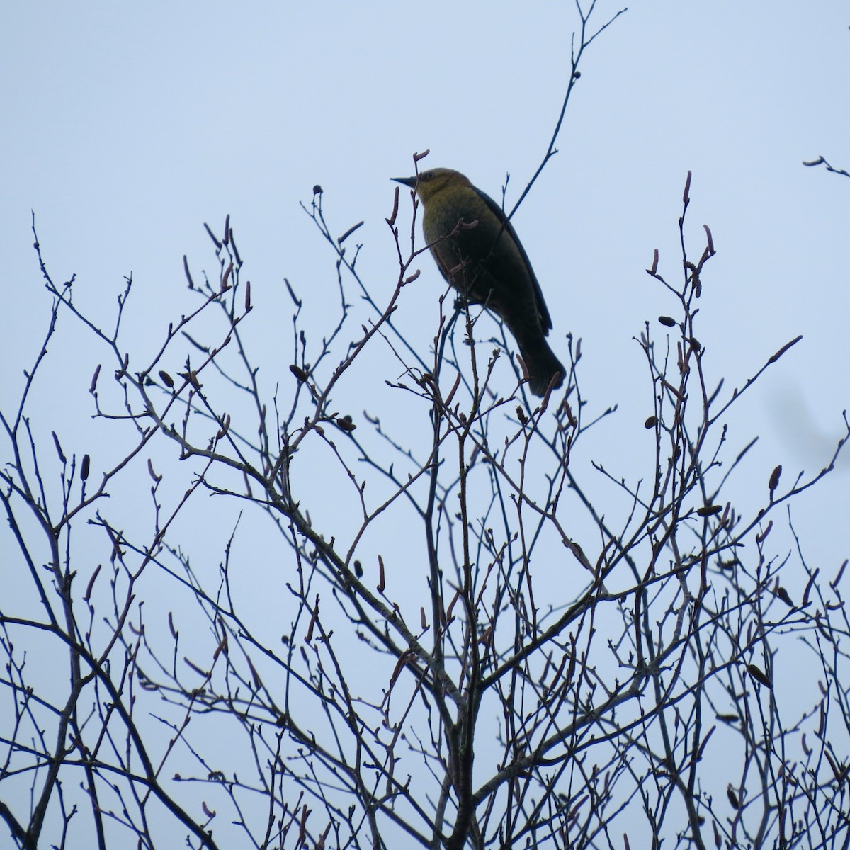 Rusty Blackbird - ML645274056