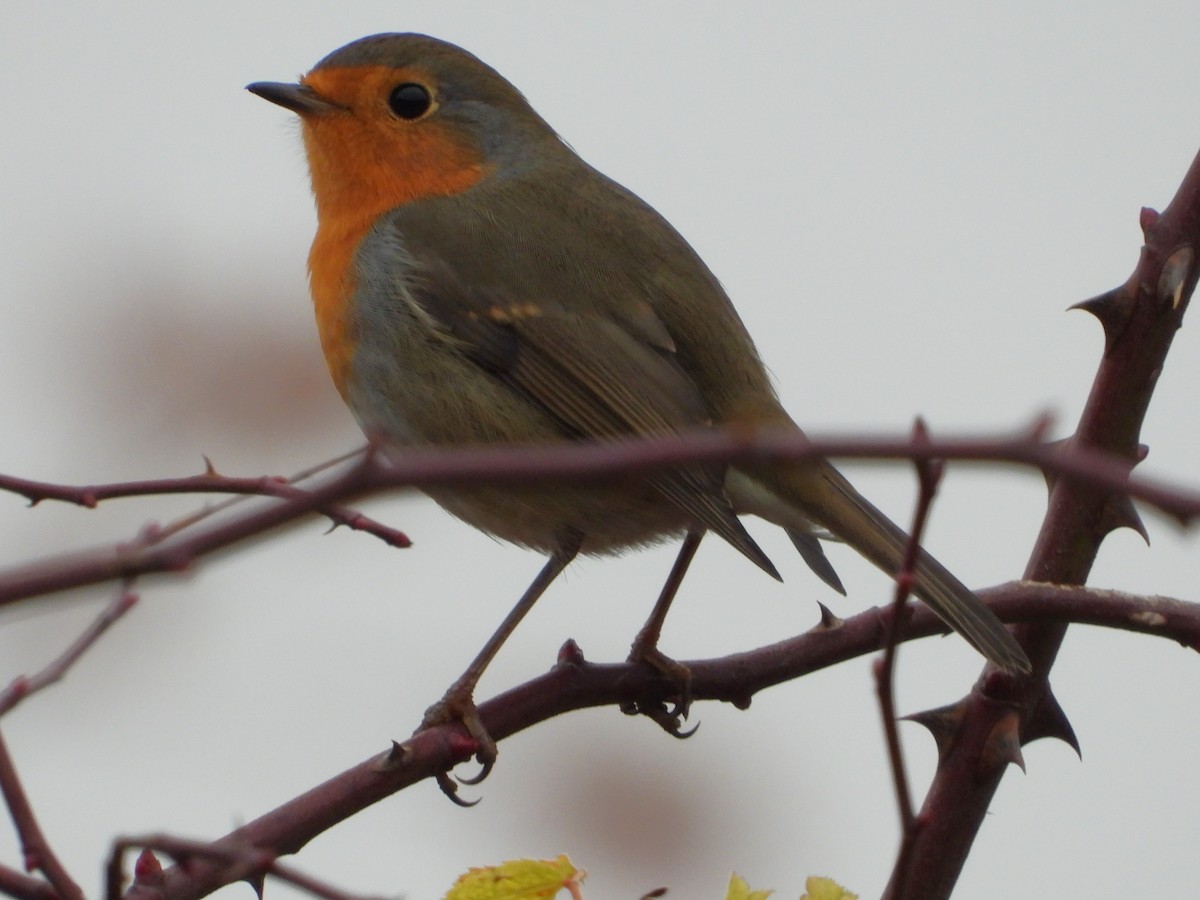 European Robin - ML645274061
