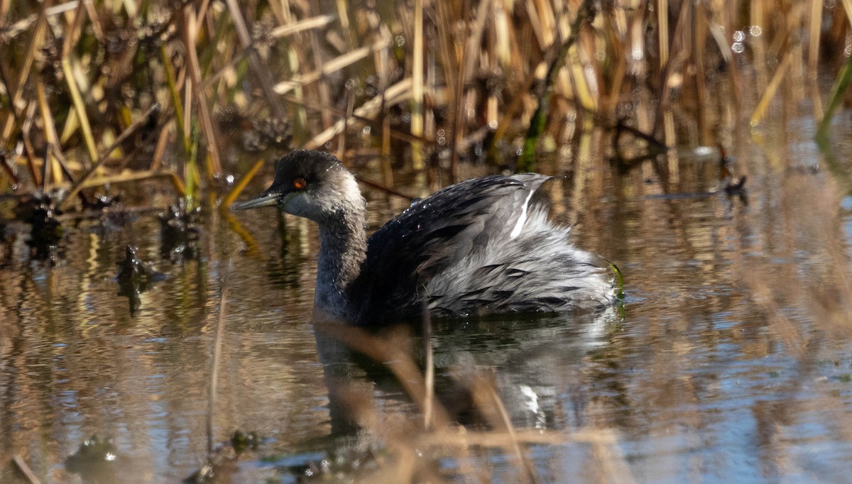 Eared Grebe - ML645274064