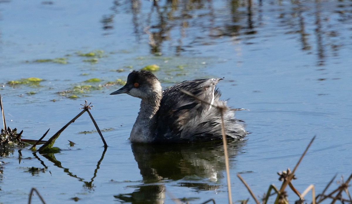Eared Grebe - ML645274065