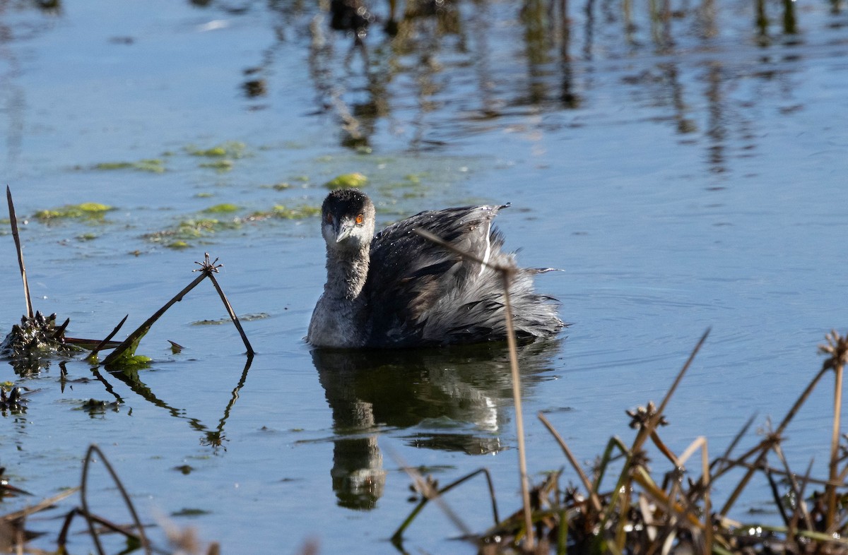 Eared Grebe - ML645274066