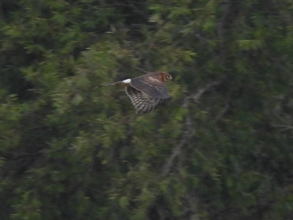 Northern Harrier - ML645274067