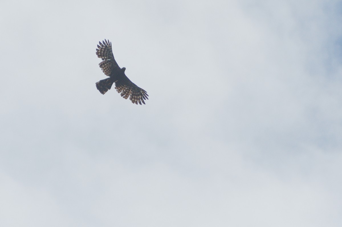 Black Hawk-Eagle - ML645274069