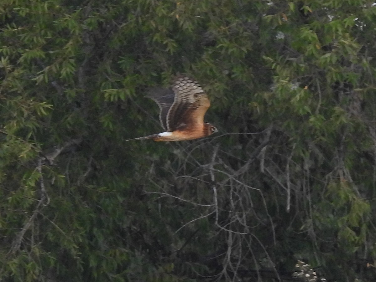Northern Harrier - ML645274070