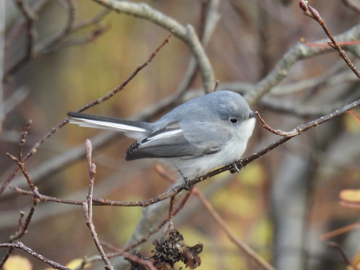 Blue-gray Gnatcatcher - ML645274075