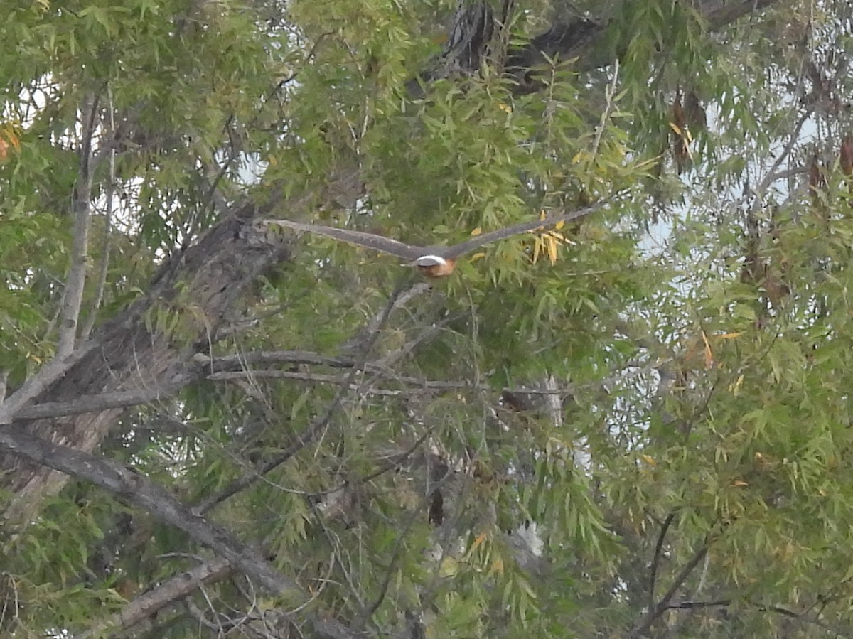 Northern Harrier - ML645274078