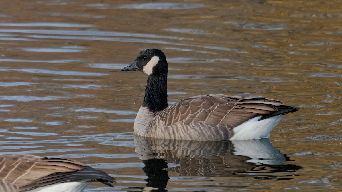 Canada Goose - ML645274079