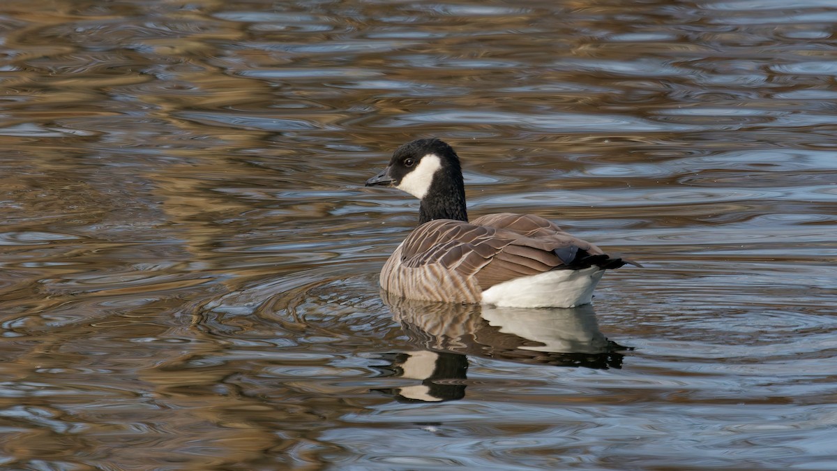 Canada Goose - ML645274080