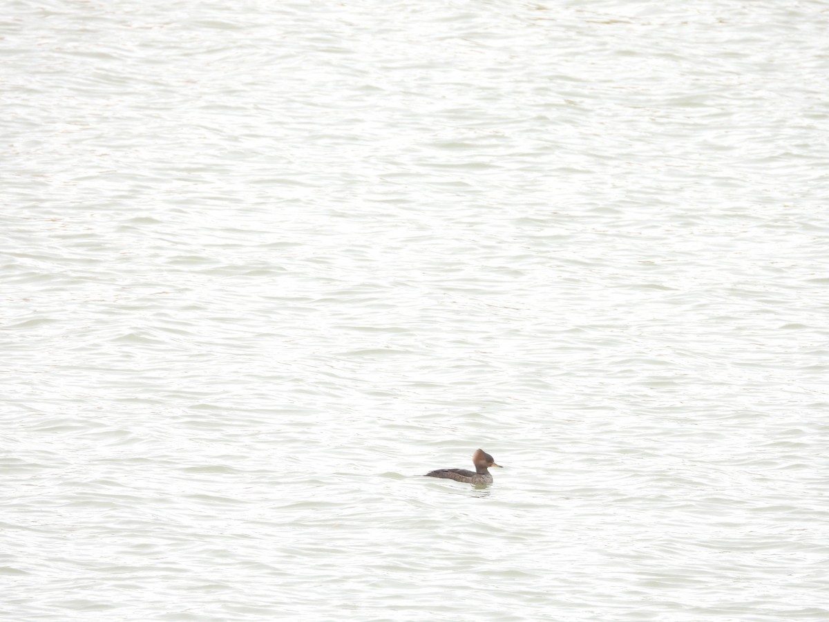 Red-breasted Merganser - ML645274081