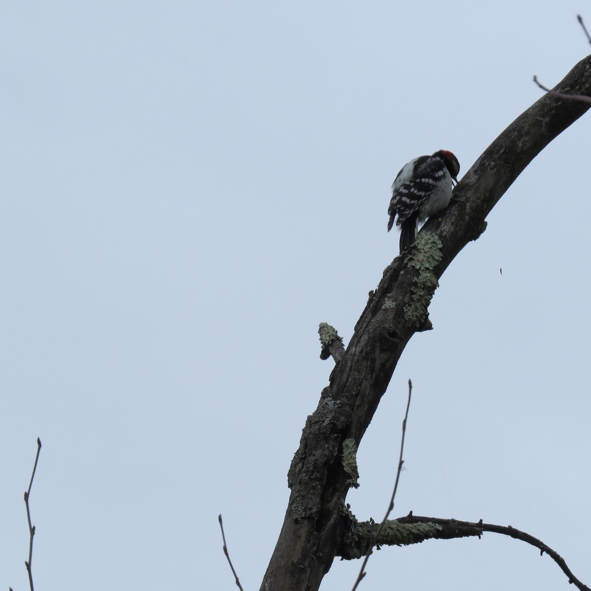 Downy Woodpecker - ML645274082