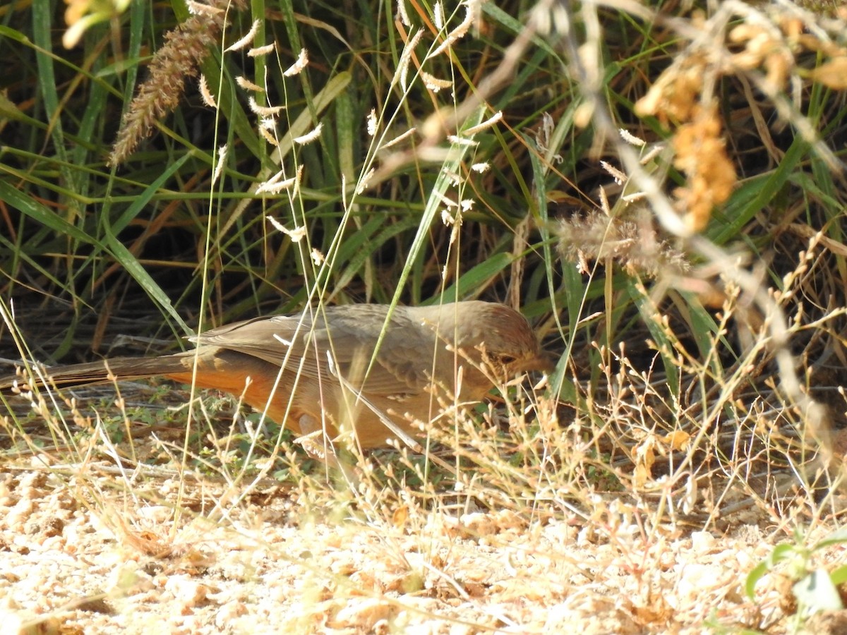 Canyon Towhee - ML645274084