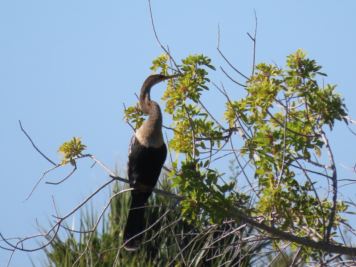 Anhinga - ML645274085