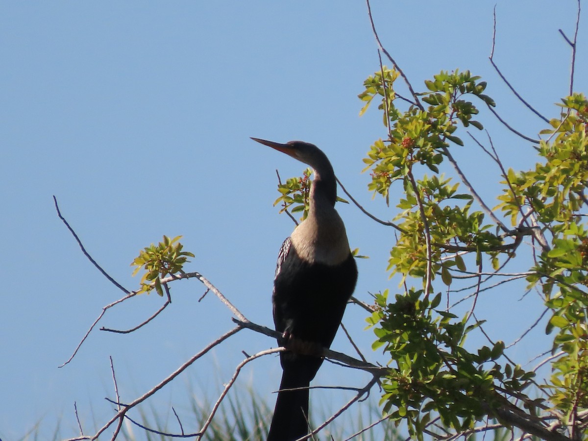 Anhinga - ML645274086