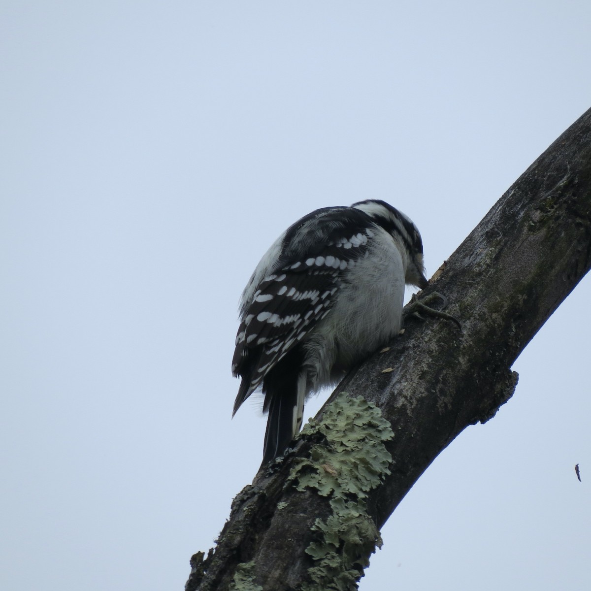 Downy Woodpecker - ML645274087