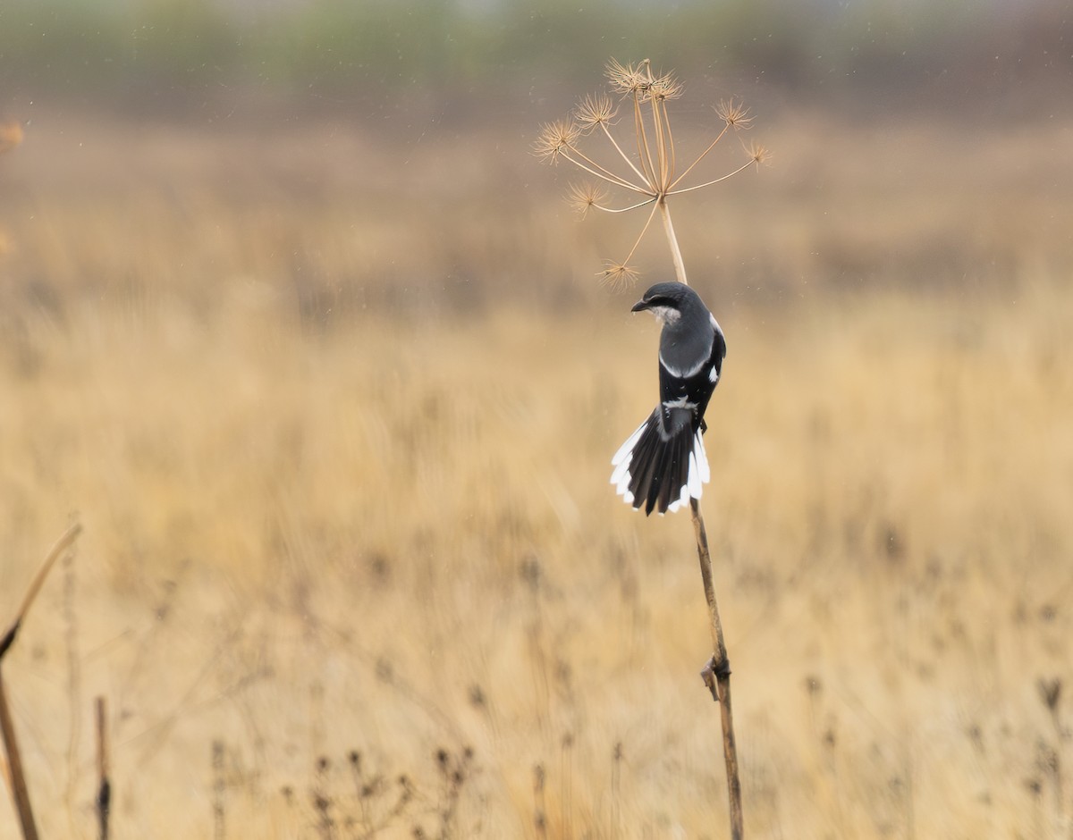 Iberian Gray Shrike - ML645274090