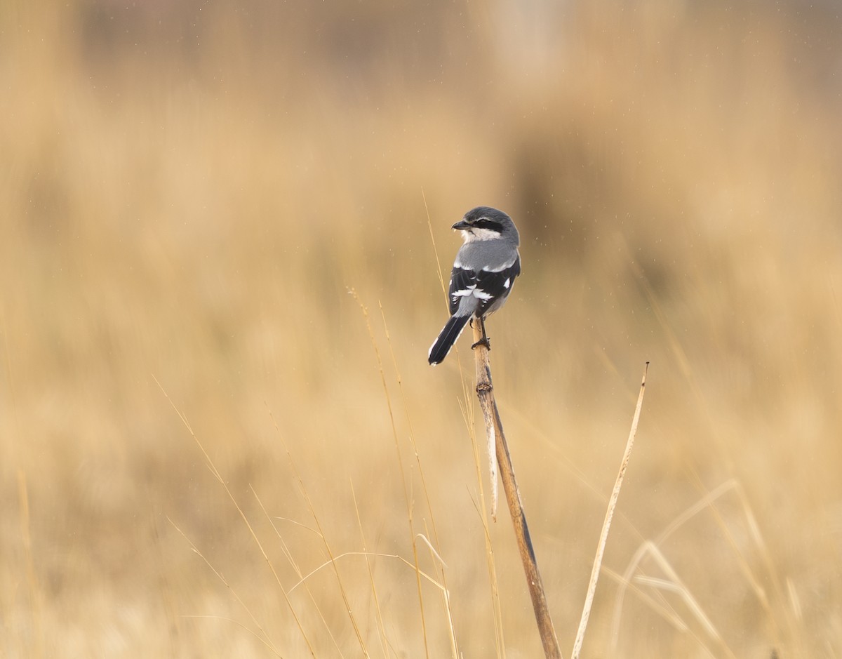 Iberian Gray Shrike - ML645274091