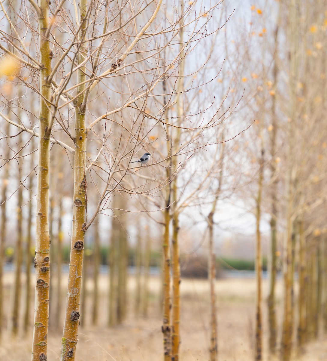 Iberian Gray Shrike - ML645274092