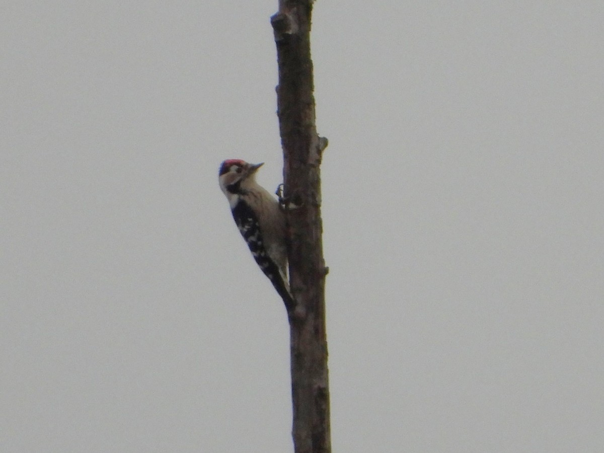 Lesser Spotted Woodpecker - ML645274093
