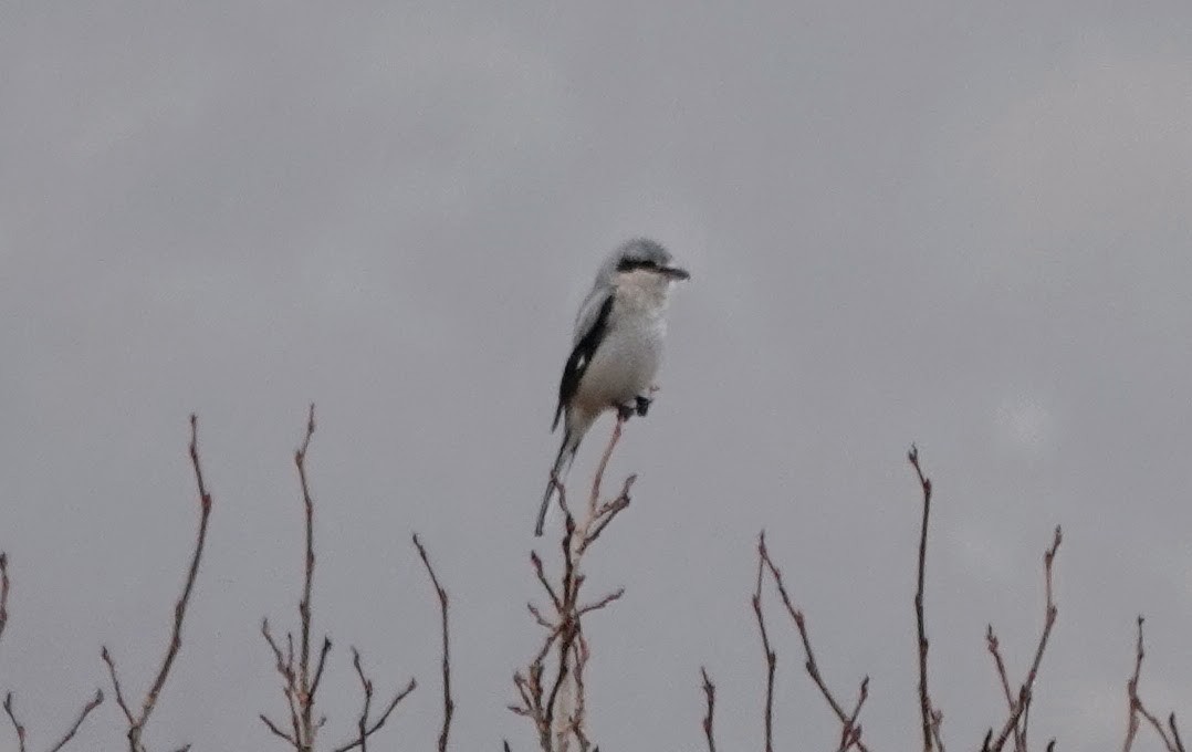 Taigaraubwürger - ML645274097