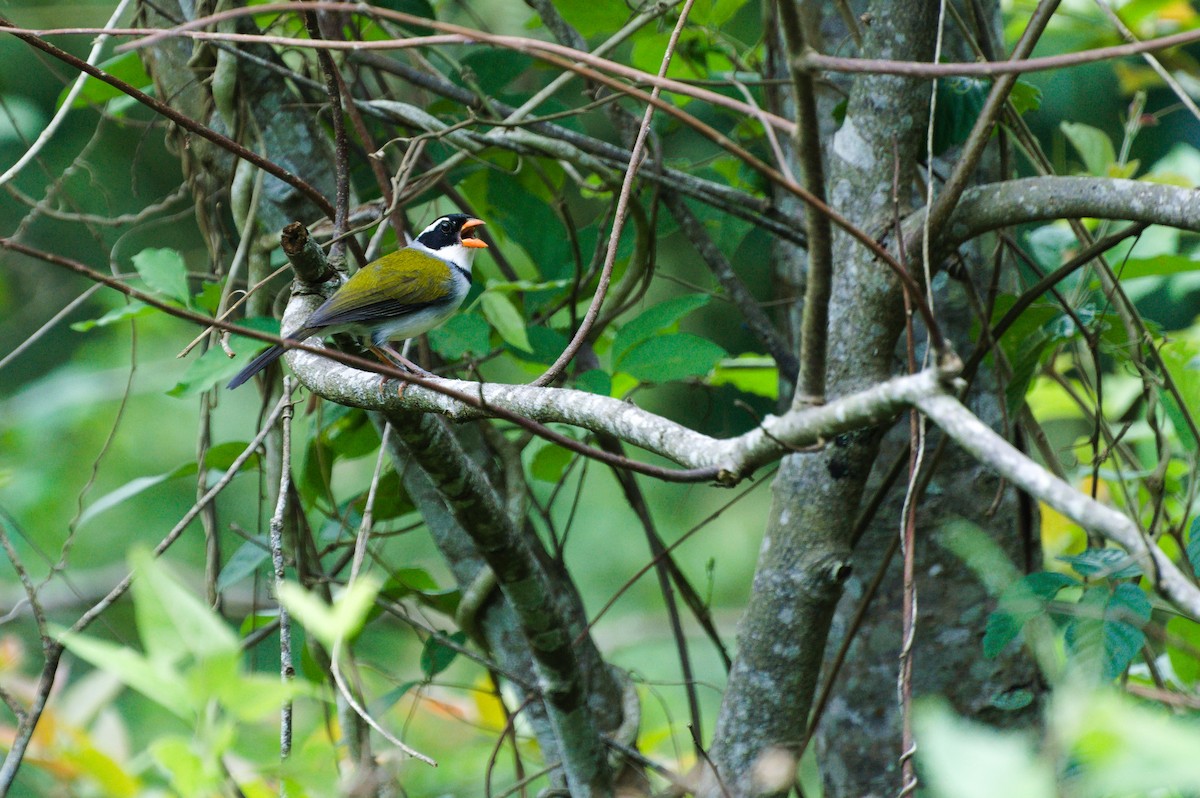 Тихоголос жовтодзьобий (підвид flavirostris) - ML645274099