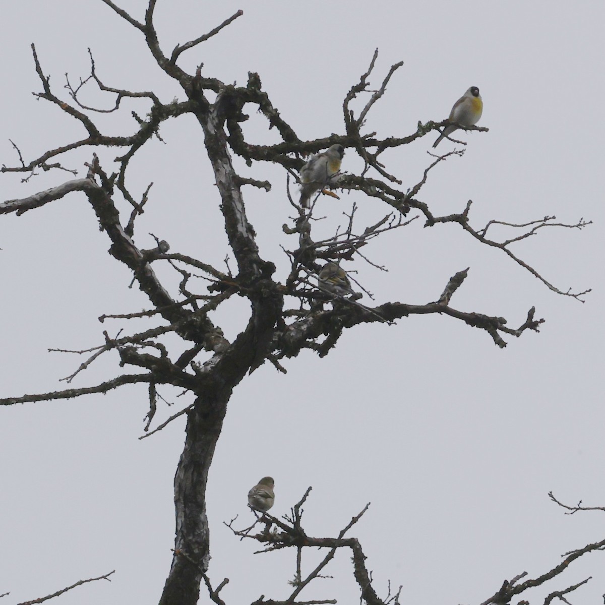 Lawrence's Goldfinch - ML645274113
